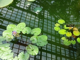 028 16.08.07 022 とちぎ花センターアンタレス.jpg