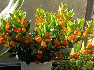 029 18.03.01 053 神社の園芸店で買った植木.jpg