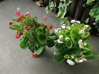 030 P8080354 とちぎ花センターで貰ったベゴニア.jpg