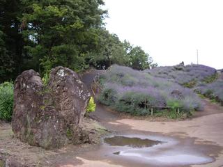 13.06.20 Ҋu[tFXeBo`Ȃʐ^W 064 k.JPG