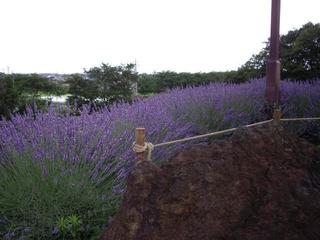 13.06.20 Ҋu[tFXeBo`Ȃʐ^W 074 k.JPG