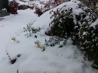 14.02.08 011 雪に埋もれた犬.jpg