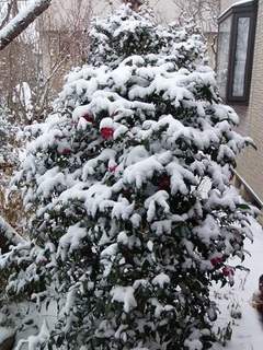 14.02.08 012 雪椿.jpg