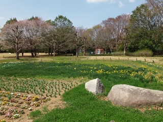 14.04.02 博物館へ花見他 010 花の谷の花壇.jpg