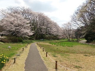14.04.02 博物館へ花見他 013 花の谷.jpg