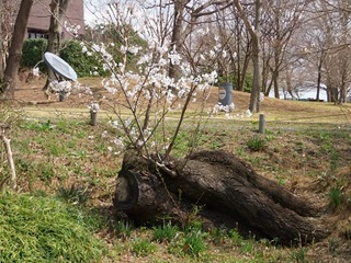 14.04.02 博物館へ花見他 015 切り株から桜.jpg