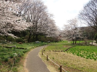 14.04.02 博物館へ花見他 016 花の谷.jpg