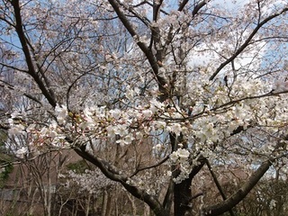 14.04.02 博物館へ花見他 017 花の谷.jpg