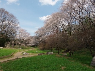 14.04.02 博物館へ花見他 023 花の谷.jpg