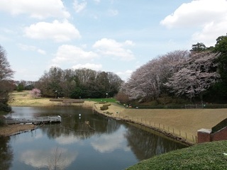 14.04.02 博物館へ花見他 025 水門から.jpg