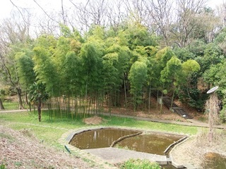 14.04.02 博物館へ花見他 026 竹林.jpg