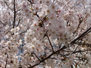 14.04.02 博物館へ花見他 029 桜いっぱい.jpg