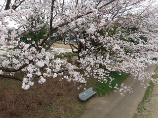 14.04.02 博物館へ花見他 033 桜とベンチ.jpg