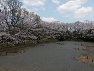 14.04.02 博物館へ花見他 034 古代の広場.jpg
