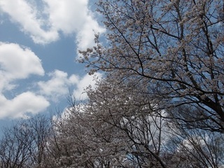 14.04.02 博物館へ花見他 039 太陽の広場.jpg