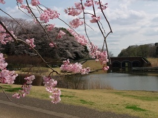 14.04.02 博物館へ花見他 051 枝垂桜と水門.jpg