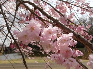 14.04.02 博物館へ花見他 054 枝垂桜.jpg