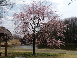 14.04.02 博物館へ花見他 055 枝垂桜.jpg