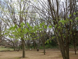 14.04.02 博物館へ花見他 056 新緑.jpg
