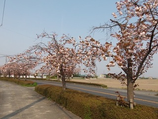 14.04.17 032 やぐるま街道.jpg