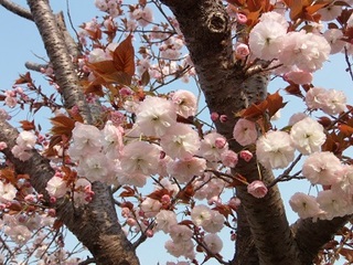 14.04.17 033 やぐるま街道の八重桜.jpg