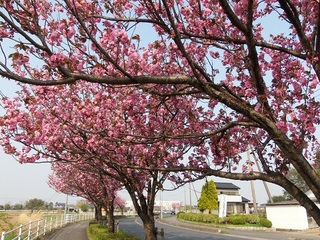 14.04.17 037 やぐるま街道ポケットパークそばの八重桜.jpg