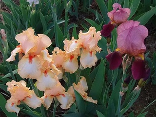 14.05.06 007 アイリス.jpg