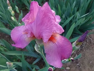 14.05.06 013 アイリス.jpg