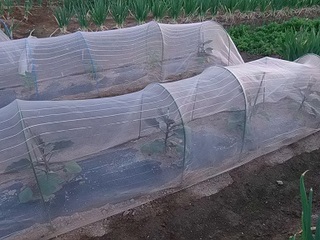 14.05.06 015 夏野菜苗.jpg