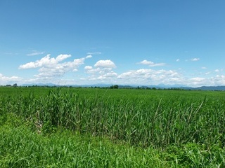 14.06.13 024 遠くの山々.jpg