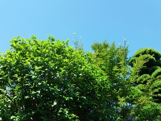 14.06.14 001 快晴で迎えた朝.jpg