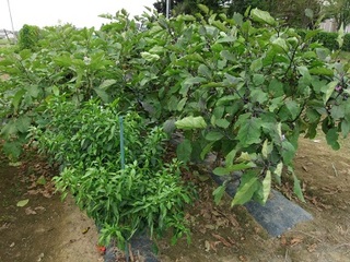 14.09.06 015 夏野菜たち.jpg