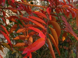 14.11.29 009 n[.jpg