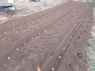 15.02.25 007 植え付け.jpg