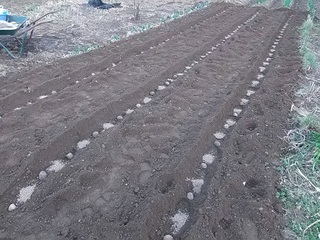 15.02.25 009 元肥.jpg