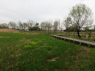 15.04.15 ノウルシ 013 木道.jpg