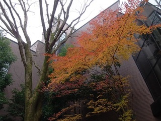 15.12.10 017 博物館 紅葉.jpg