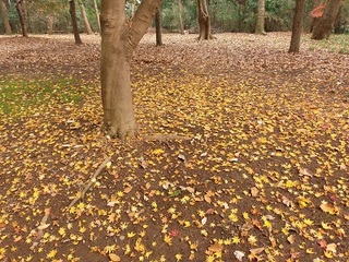 15.12.10 021 博物館 紅葉.jpg