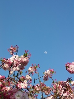 16.04.17 001 八重桜と月.jpg