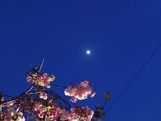 16.04.17 011 八重桜と月と木星.jpg