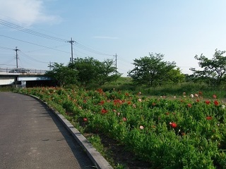 16.05.15 007 ポピーロード.jpg