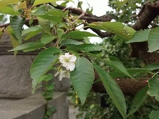 16.08.30 005 桜が開花.jpg
