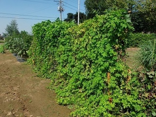 16.10.02 007 ゴーヤとシカクマメ.jpg