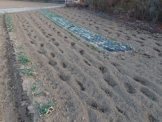 17.01.28 002 ジャガイモ植え付け.jpg