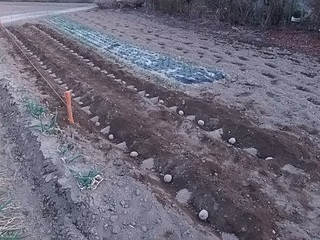 17.01.28 003 ジャガイモ植え付け.jpg