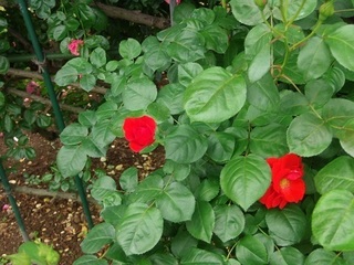 17.05.16 006 o.jpg