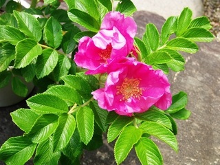 17.05.31 002 ハマナスが開花.jpg