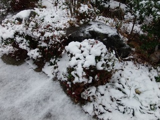 P1300020 麓の木々.jpg