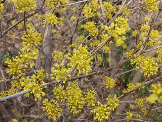 P3110027 サンシュユ.jpg