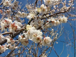 P3110030 梅.jpg